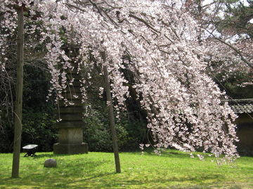 芝生すれすれまで桜がこぼれ咲いています。 やぁちゃんさん