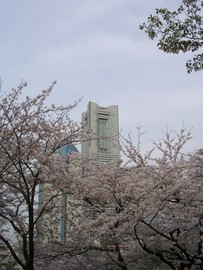桜の名所として知られているお花見スポットです ねこねこさん