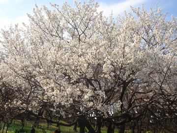 桜の木ものびのびしています どんどこドン♪さん