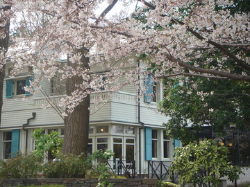 西洋館と桜が絶妙にマッチ ポタ犬さん