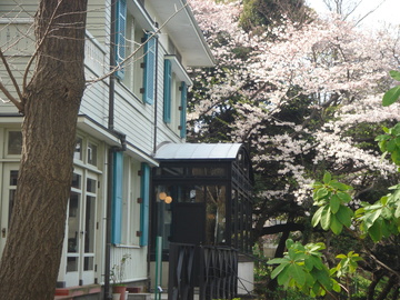 喫茶室の目の前には満開の桜！ ポタ犬さん
