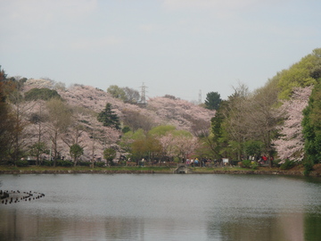 池の周りに満開の桜・桜・桜！ 蛸田タコスさん