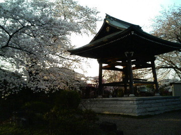 歴史ある寺と、桜がお出迎え たなからぼたもちさん