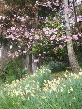 河津桜も咲いていました。 ｔｓｕｇｕｓａｎさん