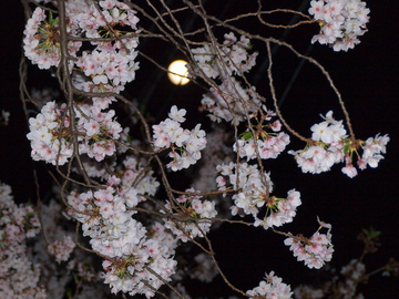 目黒川で見た月と桜 小僧さん