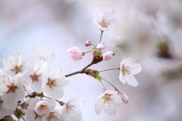 変わった種類の桜も見られます。 ぱんだぱんさん