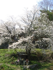北向地蔵尊の桜