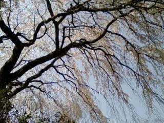 同じ桜をもう一度。空とのコントラストが素晴らしい。 Am_sophyさん