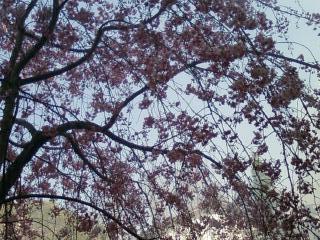 もう少し濃い、可憐な桜。 Am_sophyさん