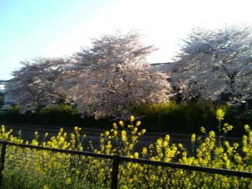 桜と菜の花がきれいです たなからぼたもちさん