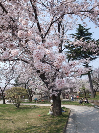 桜満開!! ゆーじんさん