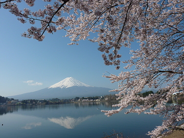 富士山と桜が綺麗です まんまちゃんさん
