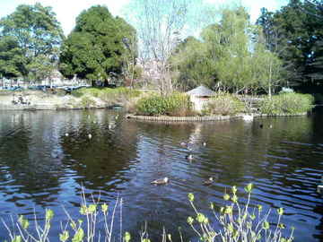 暖かな春の日差しに包まれ、池で泳ぐ鴨たち コバラッキーさん