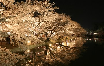 竜ヶ池に映る桜、幻想的で綺麗です。 マツコさん