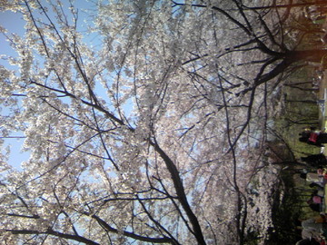 桜の通り道。通るだけでも幸せな気分になれます♪ ぴくみんさん