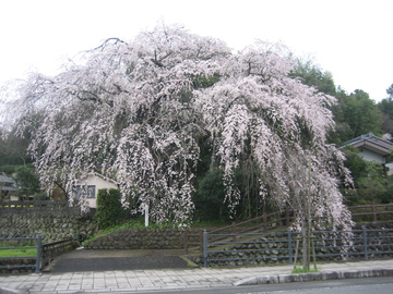 大原枝垂れ桜