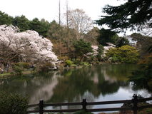 桜咲く春の季節を満喫しよう！関東お花見ドライブ