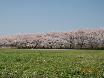 桜の花火！フェニックス maomamaさん