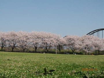 桜の花火！フェニックス maomamaさん