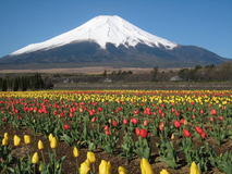 富士山観光ならコレ！富士五湖を巡るおすすめ周遊ドライブ