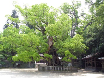 樹齢2600年を越す神木の楠 いがぐりさん