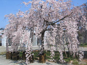 満開の見事な枝垂桜です。 那珂川　泰志さん