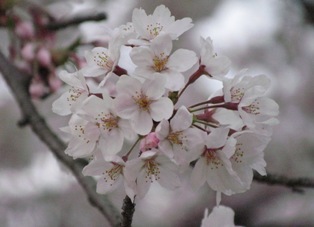 白っぽい桜が満開でここに到着するまでの道路でも桜が歓迎してくれます。 ぷぅさん