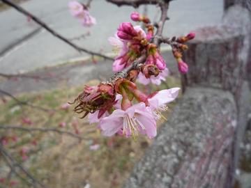 桜まだ咲きはじめです 小新井さん
