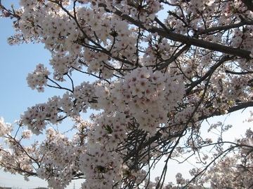 満開の桜の美しさが印象的でした。 FDさん