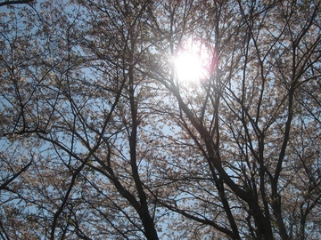 背の高い桜の木々が多くありました。 FDさん