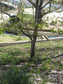 桜の木の根元のタンポポも春らしさを表現しています。 FDさん