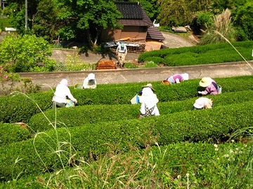 茶畑（天龍村）
