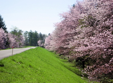 外国の木の中に桜がきれいでした。 kudouさん