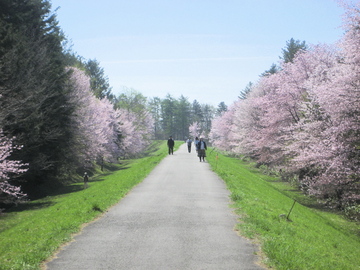 外国の木の中に桜がきれいでした。 kudouさん