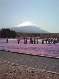 富士山と芝桜 ｈｒｔｋさん