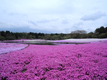 竜神池に映る芝桜と富士山 サガミペッツさん