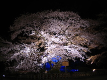 大人の楽しみ、ライトアップが美しい夜桜を訪ねよう