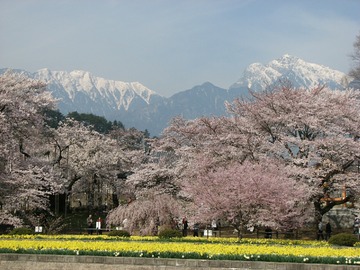 実相寺の桜と残雪の南アルプスは絶景です。 ビッグヤマメさん