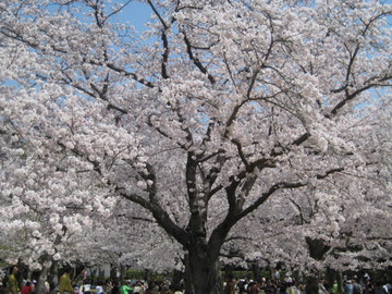 大きな桜の木と沢山の人！ とってもハッピーさん