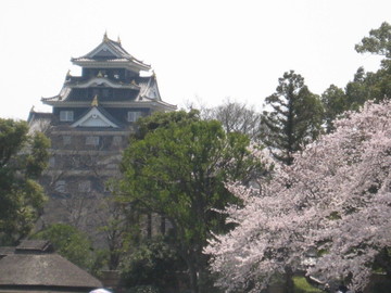 岡山城と桜のショットが素敵です！ とってもハッピーさん