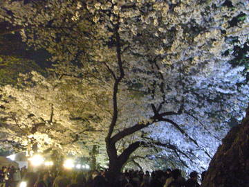 ライトアップされた、夜桜が最高！ やまださん