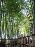 都会にも竹の森がありました