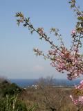 三崎の河津桜
