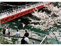 桜と人情があふれる桜渕公園