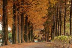 秋色メタセコイヤの並木道
