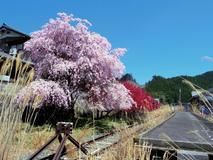 終着駅と桜