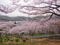 満開の桜とロング滑り台
