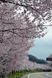 山道の桜