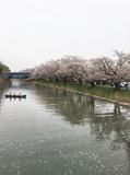 満開の桜、川面の花びら、カヌーに乗る子供たち