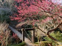 椿木園地の梅の花